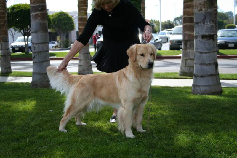 patti potter golden retrievers deli bred to cruiser patti potter golden retrievers deli bred to cruiser